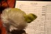 yoda-studying-the-score