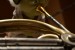 yoda-playing-french-horn